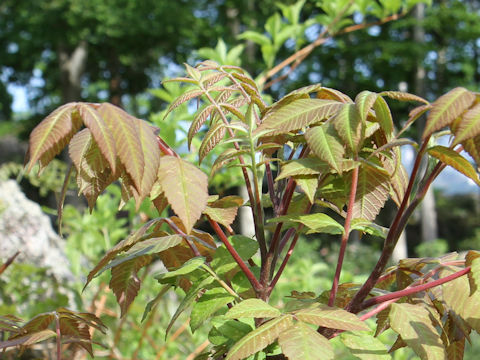 Rhus tricocarpa