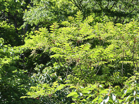 Rhus tricocarpa