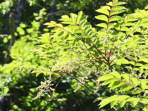 Rhus tricocarpa