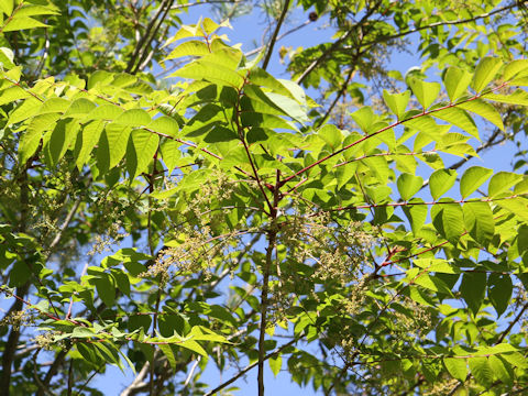 Rhus tricocarpa