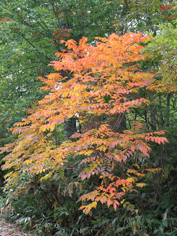 Rhus tricocarpa