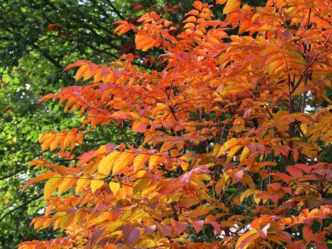 Rhus tricocarpa