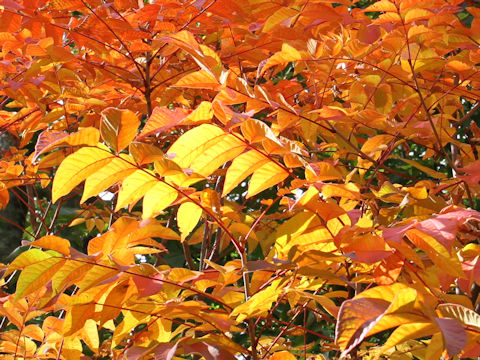 Rhus tricocarpa