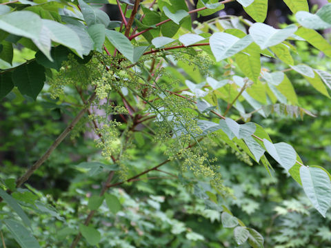 Rhus tricocarpa