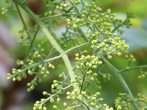 Rhus tricocarpa