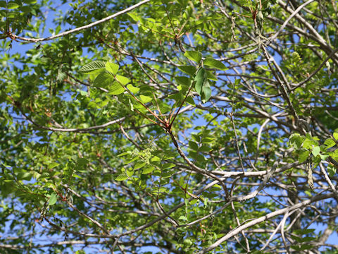 Rhus tricocarpa