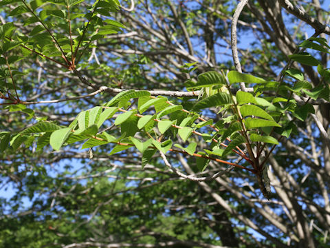 Rhus tricocarpa