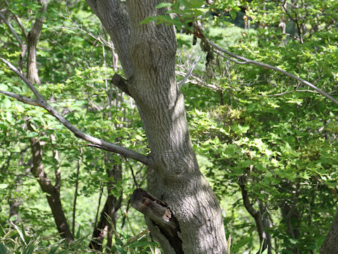 Rhus tricocarpa