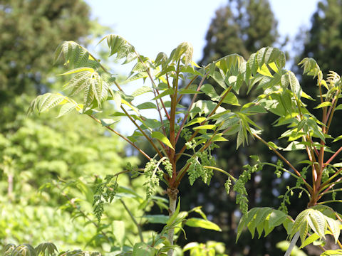 Rhus tricocarpa