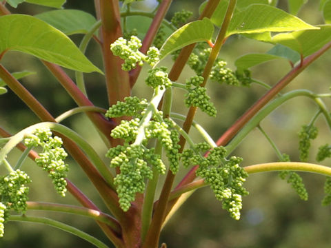 Rhus tricocarpa