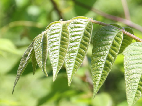 Rhus tricocarpa