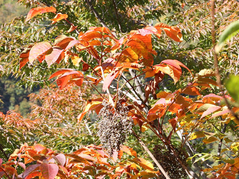 Rhus tricocarpa