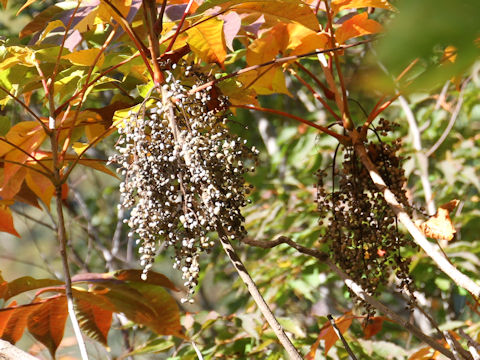 Rhus tricocarpa