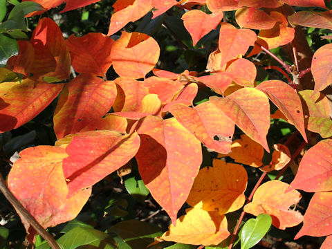 Rhus tricocarpa