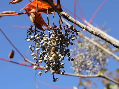 Rhus tricocarpa