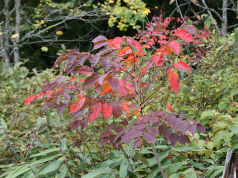 Rhus tricocarpa