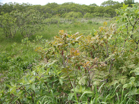 Rhus trichocarpa