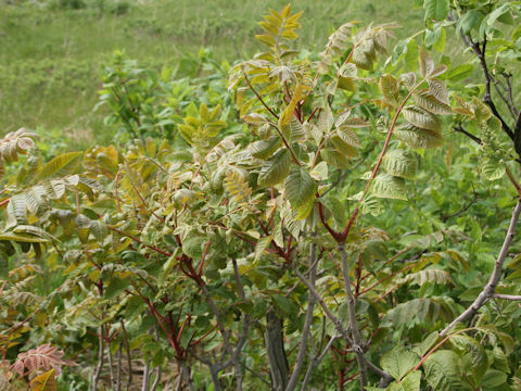 Rhus trichocarpa