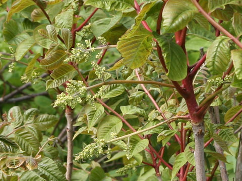 Rhus trichocarpa