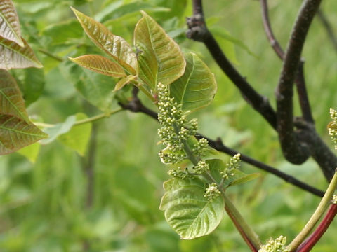Rhus trichocarpa