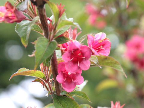 Weigela floribunda