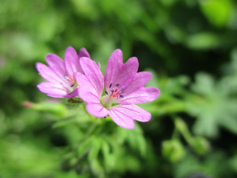 Geranium molle