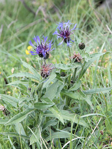 Centaurea montana