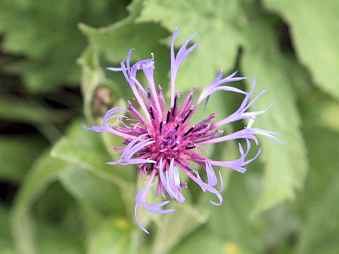 Centaurea montana