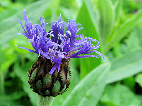 Centaurea montana