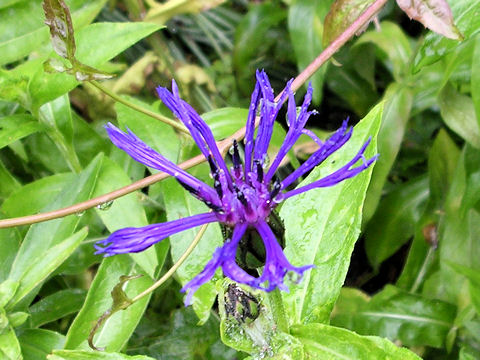 Centaurea montana