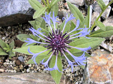 Centaurea montana