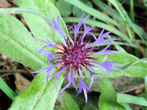 Centaurea montana