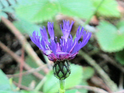 Centaurea montana