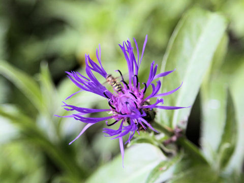 Centaurea montana