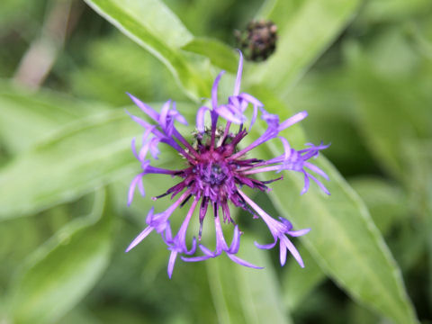 Centaurea montana