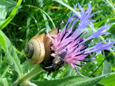 Centaurea montana