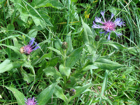 Centaurea montana