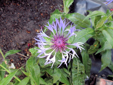 Centaurea montana