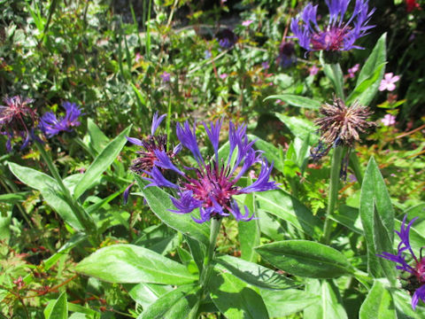 Centaurea montana