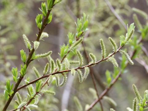 Salix sieboldiana