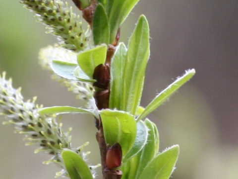 Salix sieboldiana