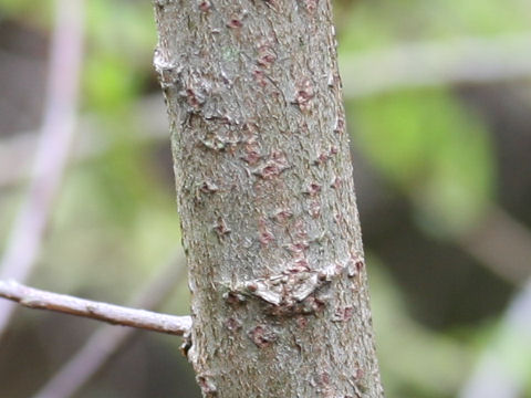 Salix sieboldiana