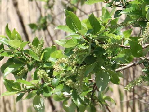 Salix sieboldiana