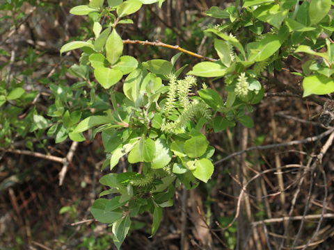 Salix sieboldiana