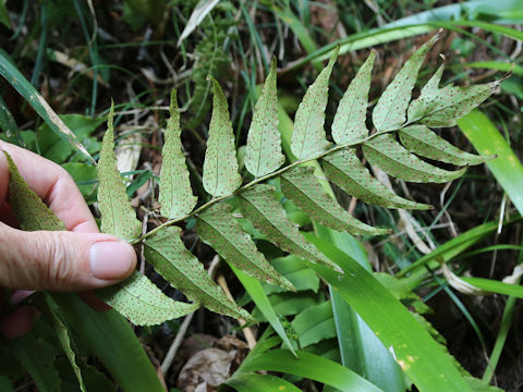 Cyrtomium fortunei var. clivicola