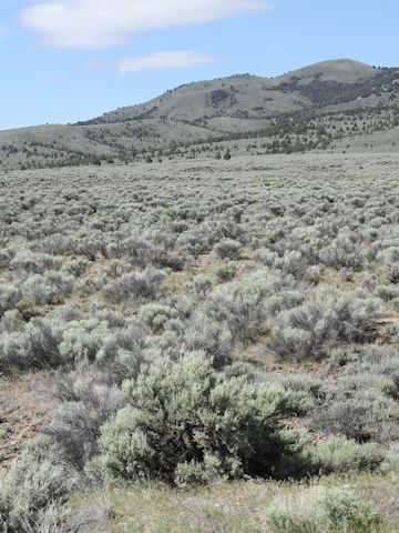 Artemisia tridentata