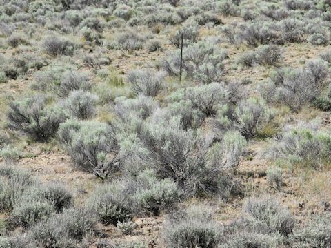 Artemisia tridentata