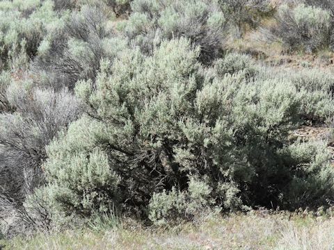 Artemisia tridentata