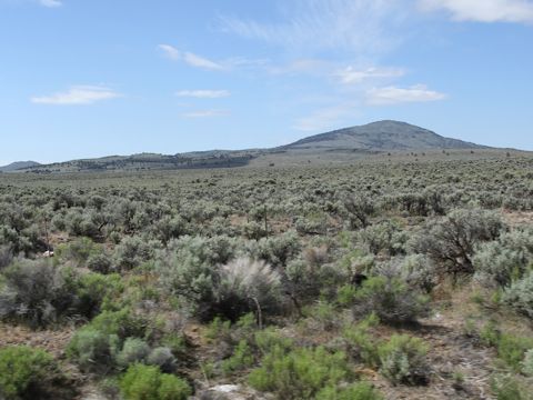 Artemisia tridentata