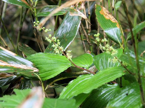 Smilacina hondoensis